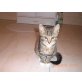 Mix-Katze - Katze