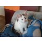 Mix Kitten - Katze