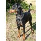 Mo, Dobermann - Hündin