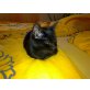 Mo, (weibl., ca 4 Monate) - lackschwarzes Baby - Katze