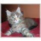 Moana, Maine Coon - Katze