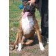 Mobby, Boxer - Rüde