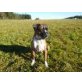 Mobby, Boxer - Rüde