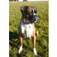 Mobby, Boxer - Rüde