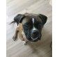 Mobby, Boxer - Rüde