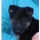 Mocca, Schäferhund Mix Welpen - Hündin