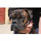 Moe, Boxer - Rüde