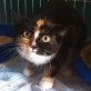 Möhrchen, EKH - Katze