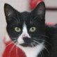 Möppie, schwarz/weißer - Kater