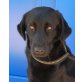 Mogli 4, Labrador - Rüde