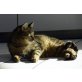 Mogli + Baghira, suchen schon so lange ihren Traumplatz! - Kater