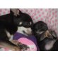 Mogli, Chihuahua kurzhaariger Schlag Welpen - Rüde