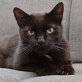 Mogli, Europäisch Kurzhaar - Kater