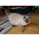 Mogli, Heilige Birma - Kater