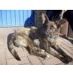 Mogli, Hollaendische Schaeferhund Mix Huendin - Hündin