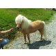 Mogli, Minishetlandpony (unter 87cm) - Hengst