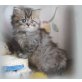 Mogli, Perser - Kater