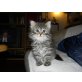 Mogli, Sibirische Katze - Kater
