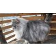 Mogli, Sibirische Katze - Kater