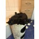 Mogli und Cleo, Europäisch Kurzhaar - Kater