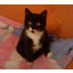 Moglie, Hauskatze - Kater
