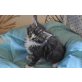 Mogwai, Maine Coon - Kater
