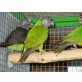 Mohrenkopfpapagei - männlich