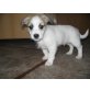 Moin moin, hier bin ich, der Dino, Jack-Russell-Terrier Welpen - Rüde