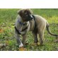 Mojito, Hütehundmix - Rüde