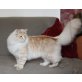 Mojito vom City Palais, Norwegische Waldkatze - Kater