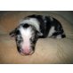 Moki, Aussie-Border Mix Welpe Welpen - Rüde