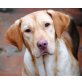 Moki, Labrador - Rüde