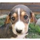 Mokka, Beagle-Mischling Welpen - Rüde