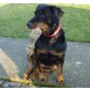 Mole, Rottweiler-Mix - Rüde