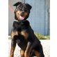 Mole, Rottweiler-Mix - Rüde