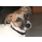 Molli, Rauhaardackel und Terrier - Hündin