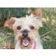 Molli, Yorkshire Terrier - Hündin