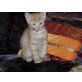 Molly, 2 Katzenbabies m/w - Katze
