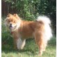 Molly, Chow-Chow - Hündin