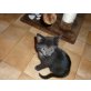 Molly, Freundliche Molly - Katze