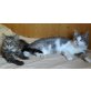 Molly, Hauskatzen - Katze