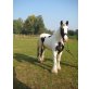 Molly, Irish Tinker - Stute