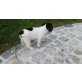 Molly, Jack-Russell-Terrier Welpen - Hündin