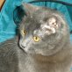 Molly, Kartäuser Mix - Katze