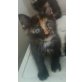 Molly, Mischling - Katze