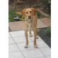Molly, Molly - kleine Sause - mit Handicap - Hündin