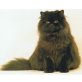 Molly, Perser - Katze