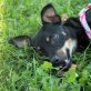 Molly, Prager Rattler Mix - Hündin