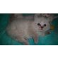 Molly, Ragdoll - Katze