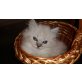 Molly, Ragdoll - Katze